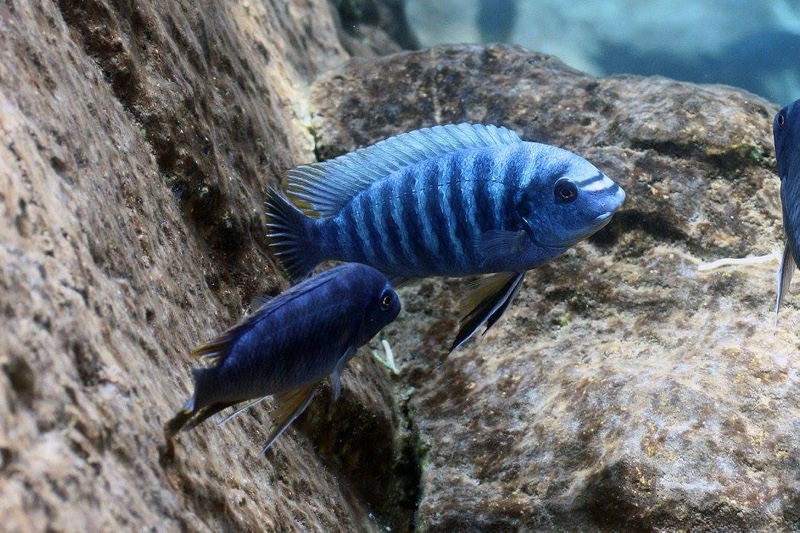 Labeotropheus fuelleborni 'Chiwi Rocks'